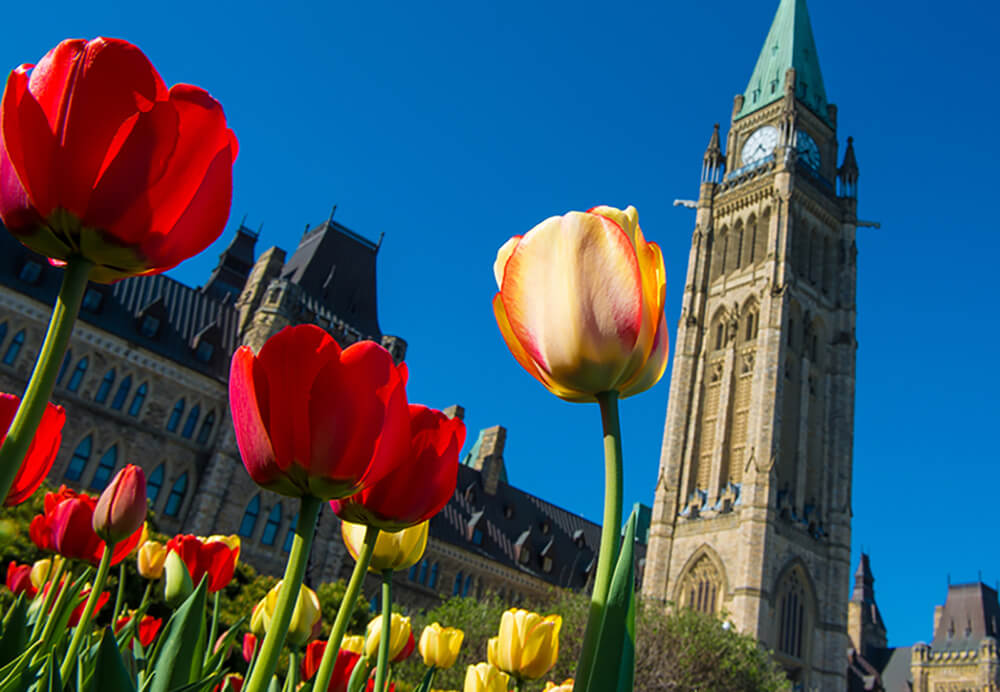 Annual Tulip Festival runs May 12-22