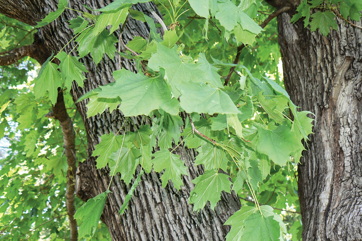 Norway maple