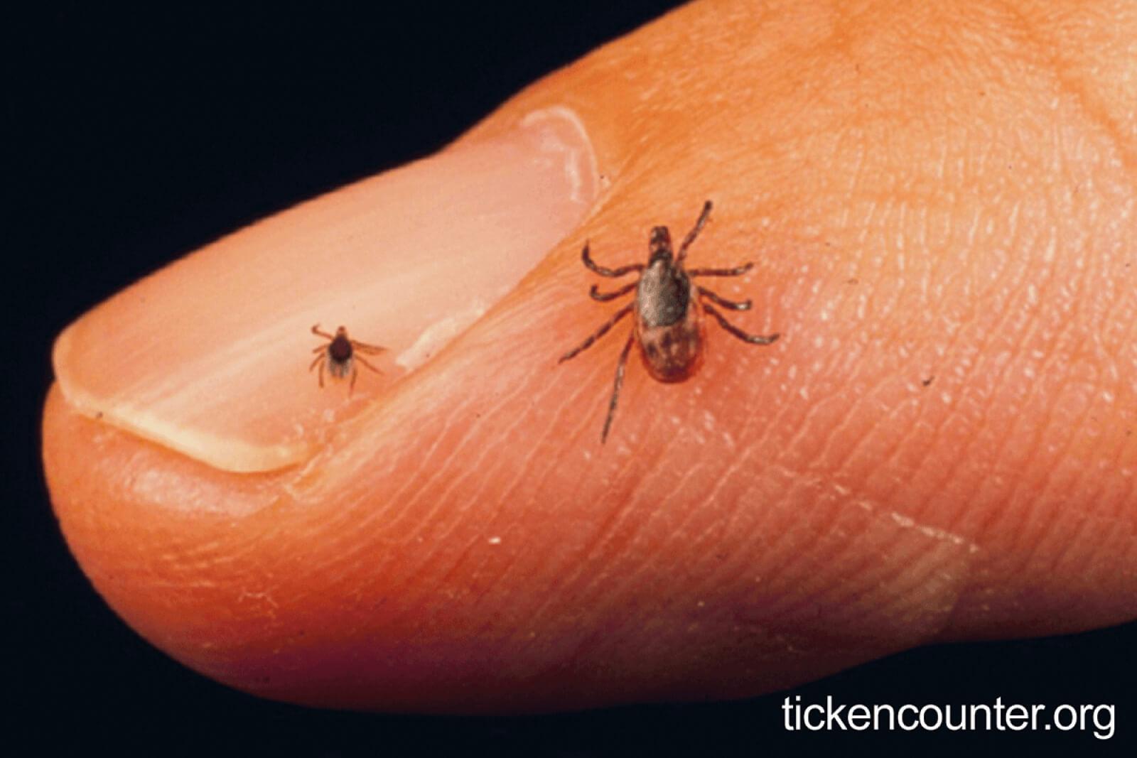 Watch out for ticks this season