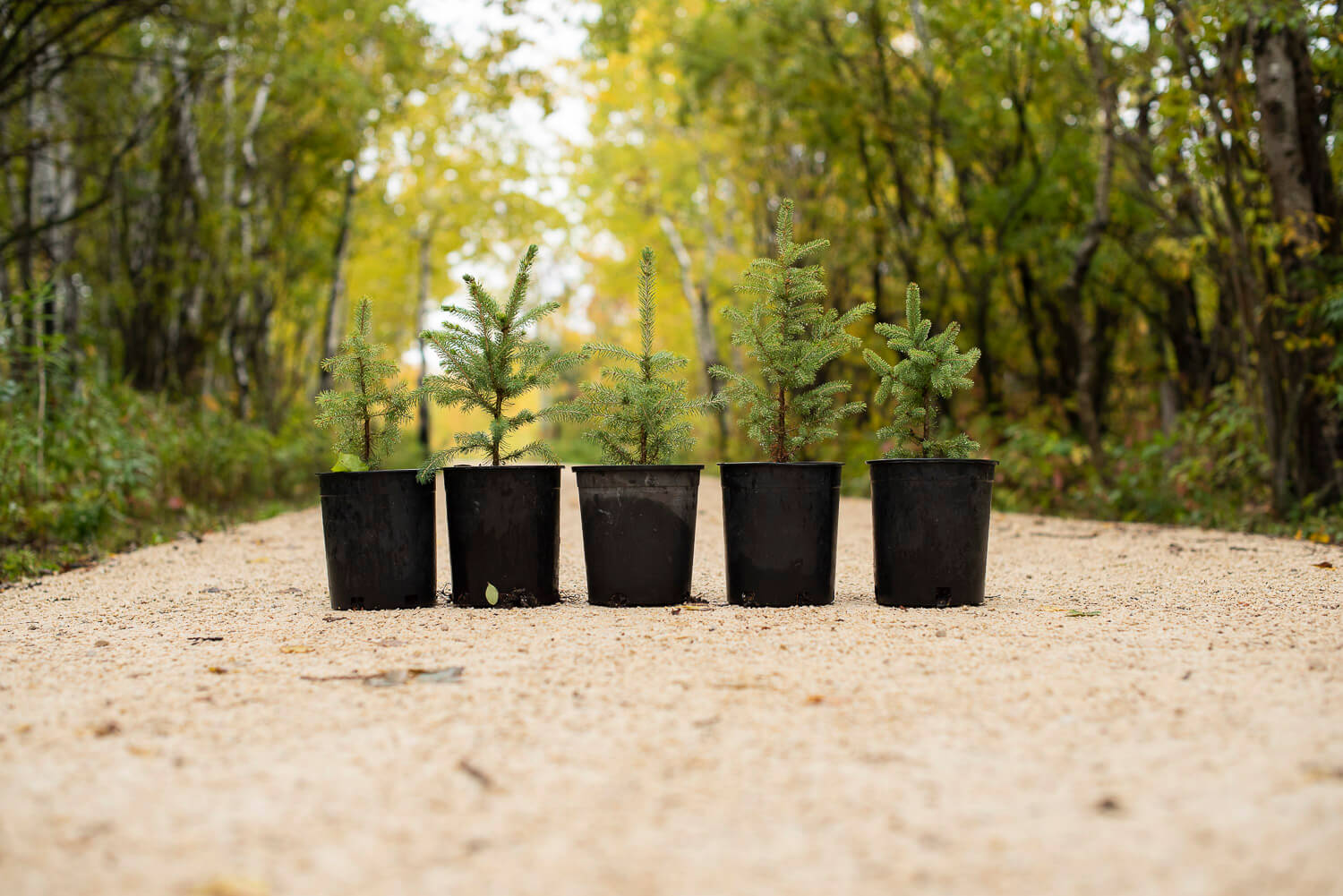 National Tree Day 2019