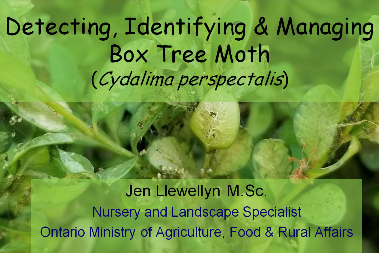 Box Tree Moth webinar 