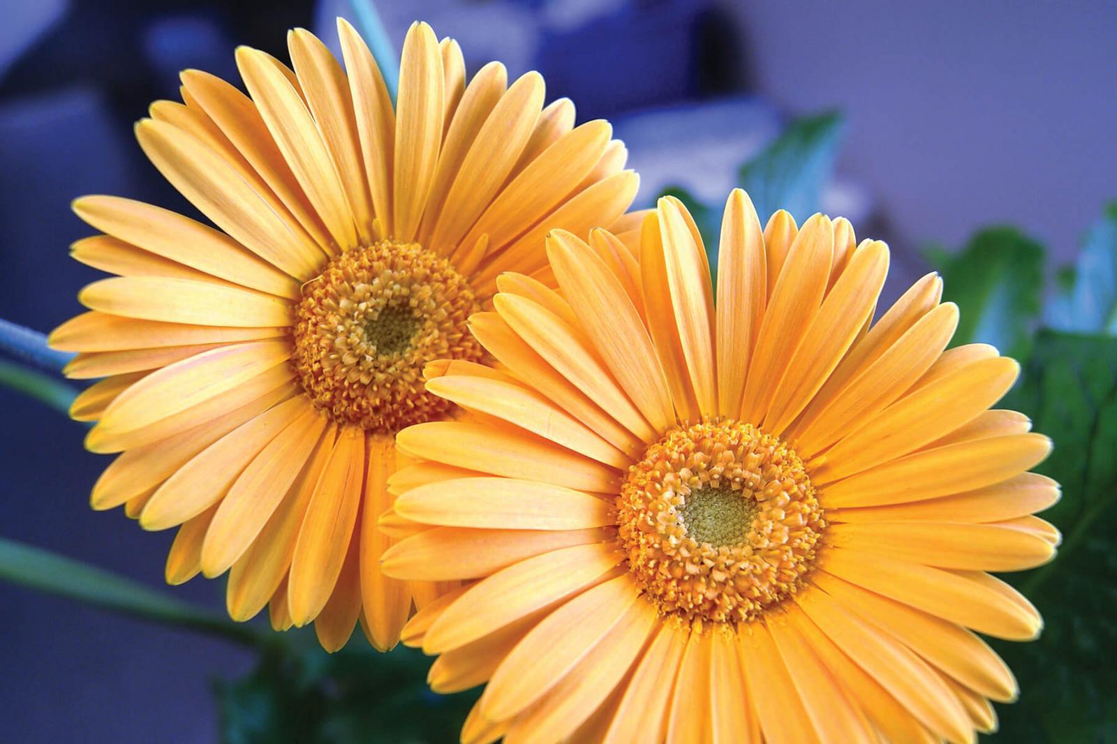 Gerberas named plant of the year by Canada Blooms