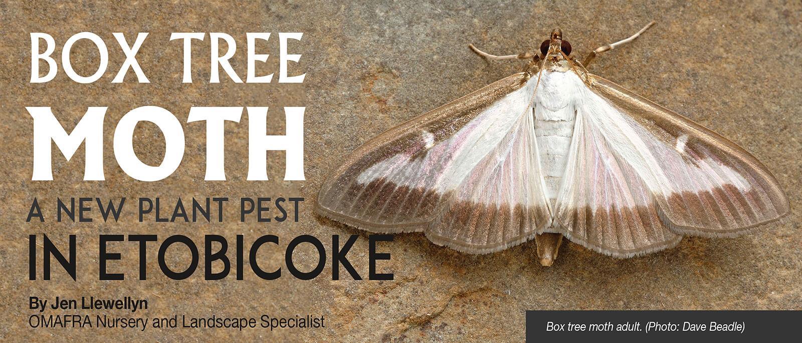 Box tree moth a new plant pest in Etobicoke