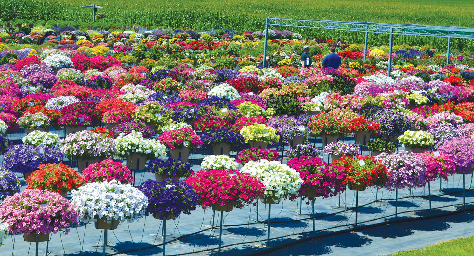 Over 2,400 containers were on display at Sawaya trial garden tour on July 22 -23.