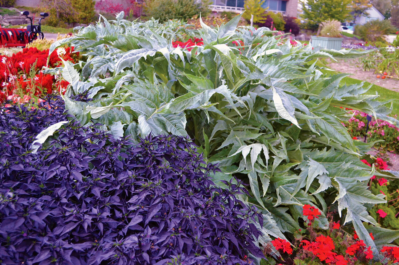 Cardoon (Cynara cardunculus) was the show stopper in the trial gardens in 2014.