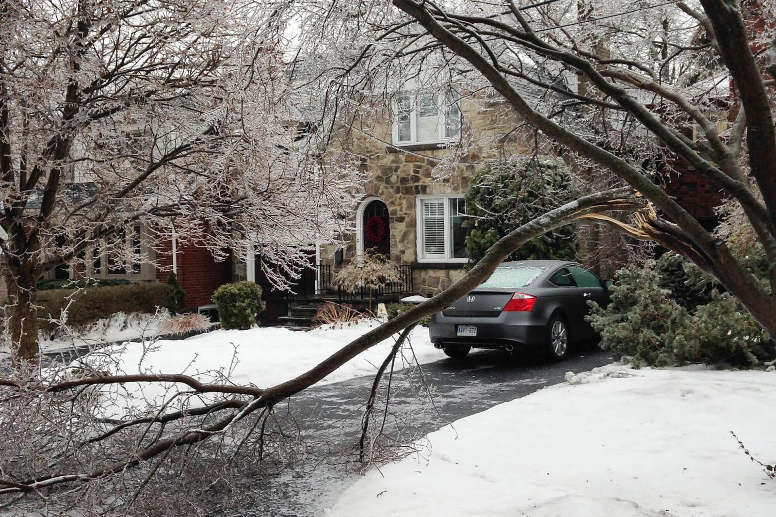 Ice storm may benefit trees