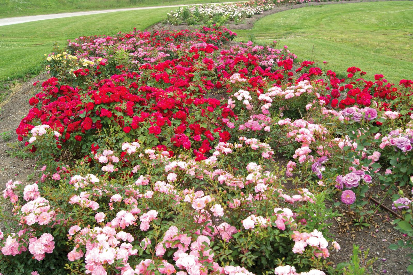 Over 600 roses were donated by JC Bakker and Sons of St. Catharines to the Landscape Ontario trial gardens.