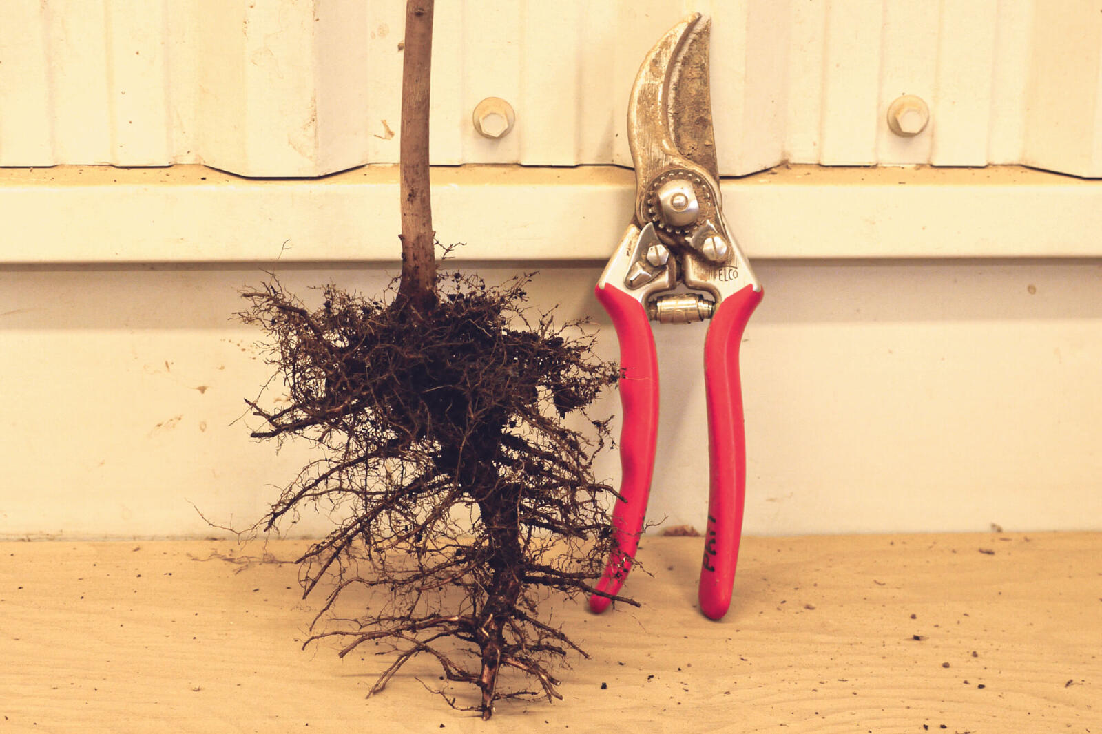 Good roots 1:  This red oak seedling has excellent horizontal laterals ready for field or container planting. Photos by Glen Lumis.