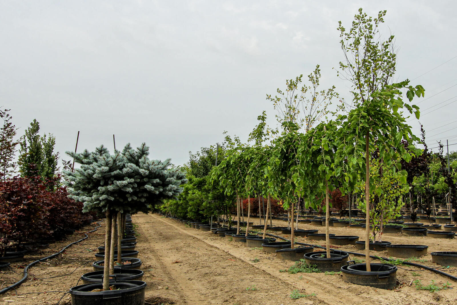 Growers fighting to survive perfect storm of costs and weather