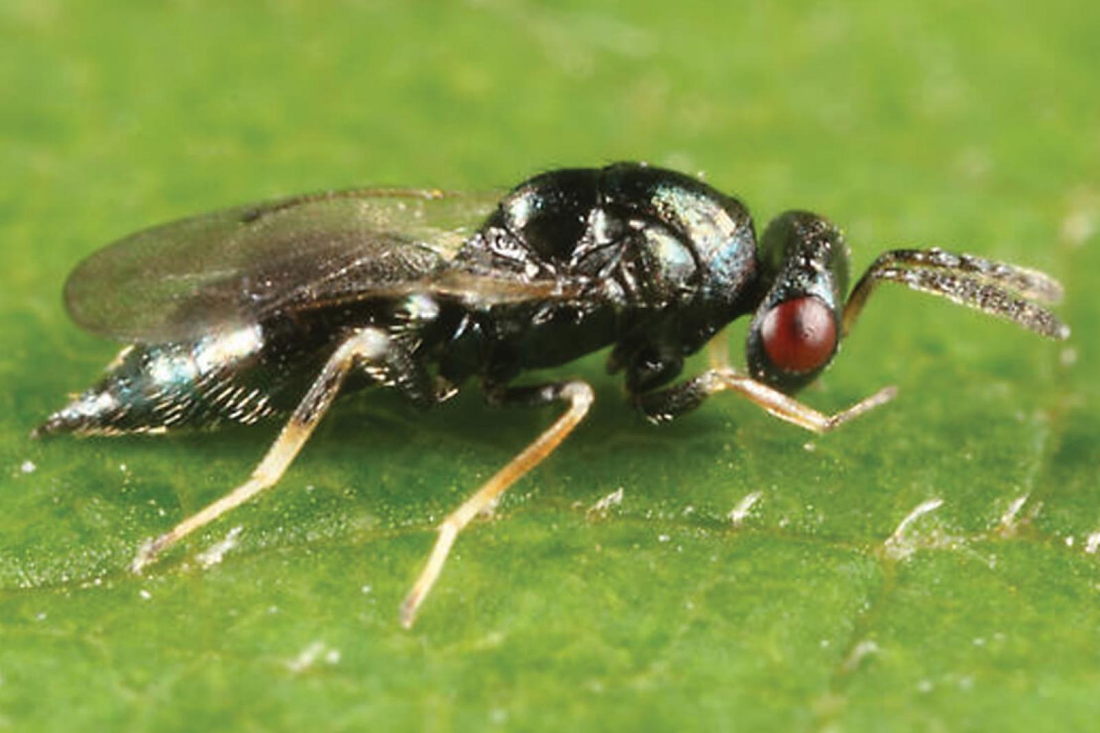 Tetrastichus planipennisi, a natural enemy of emerald ash borer, offers hope as a management tool.