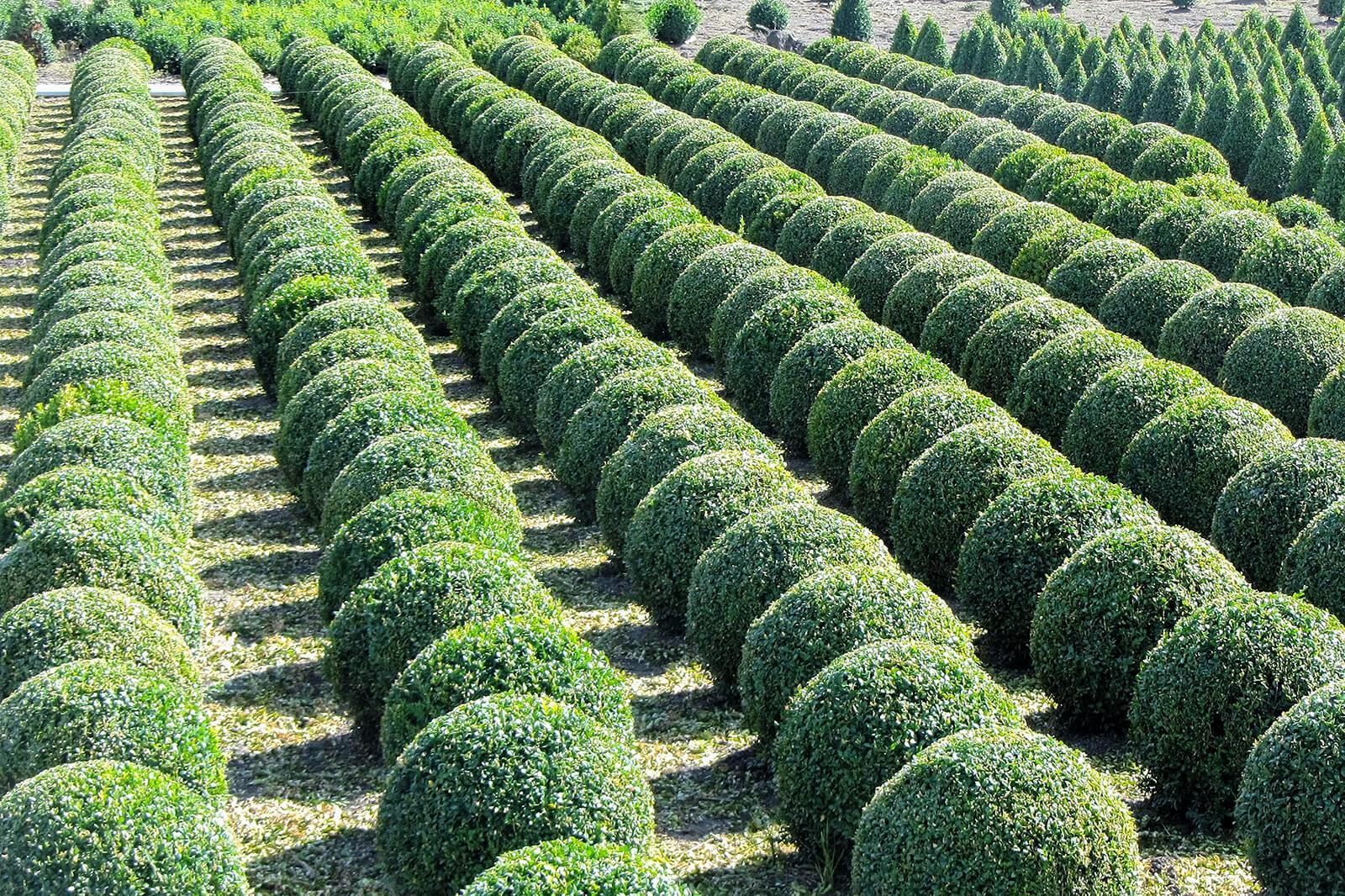 United States amends entry requirements for imports of boxwood, euonymus and holly from Canada