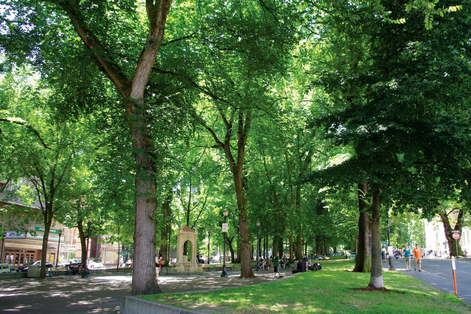  Funds received by LO will help encourage planting trees in urban settings.
