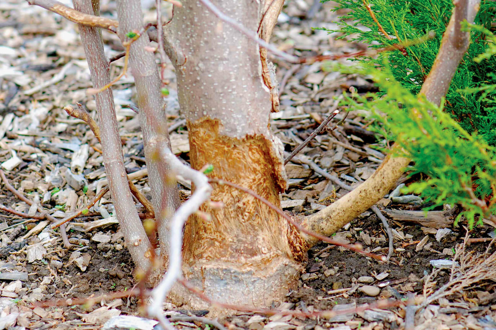 Time to prevent rodent damage