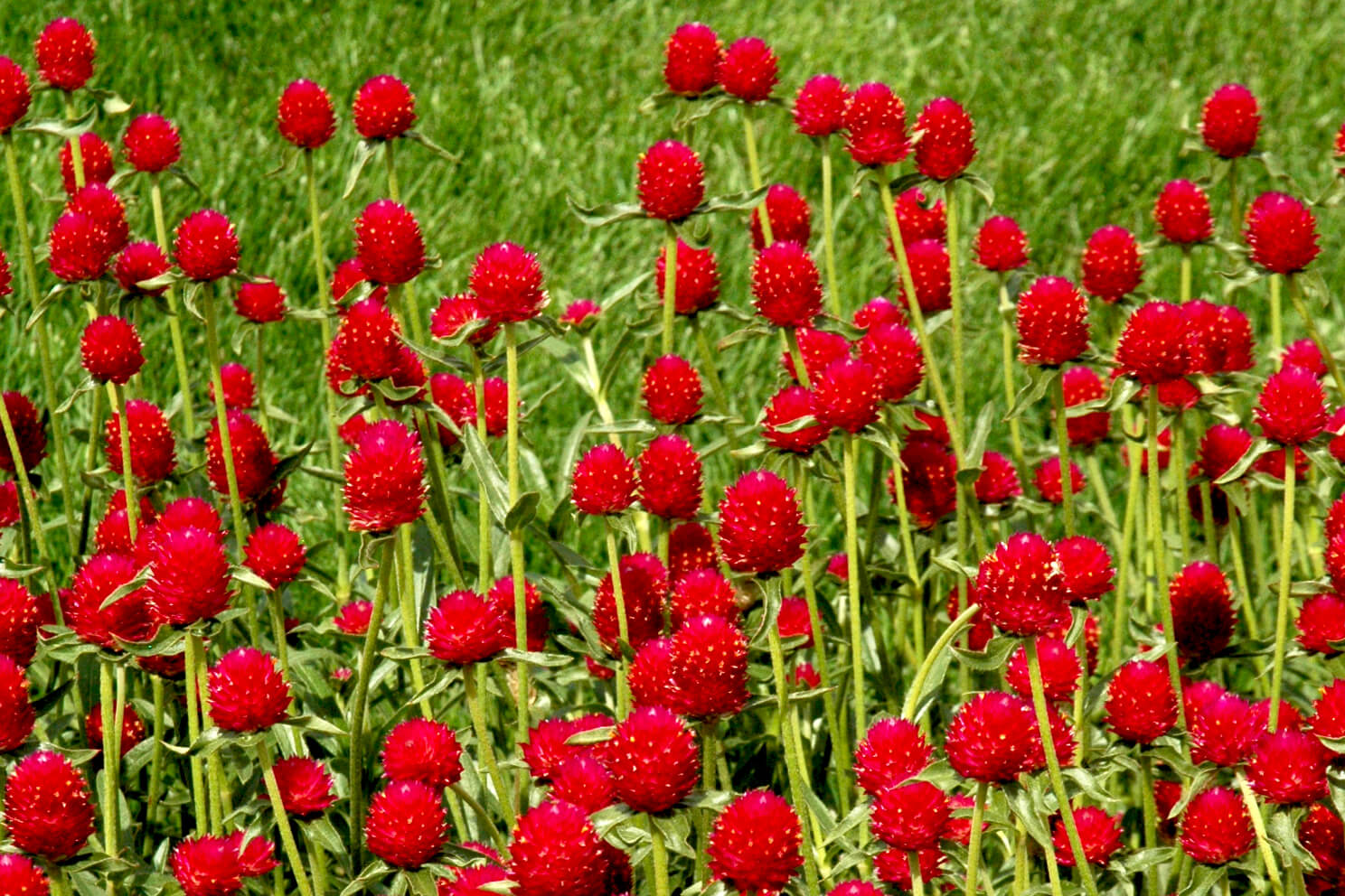 Heat influences this year’s trial gardens