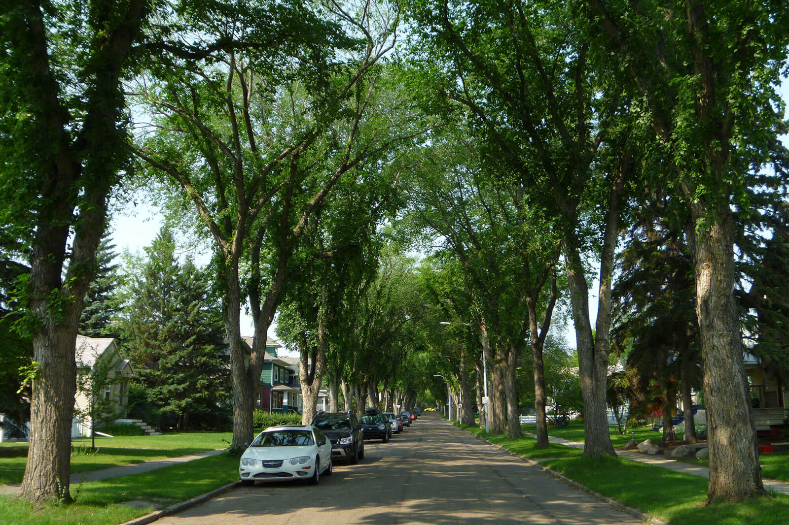 Elms still grace many streets in Edmonton.