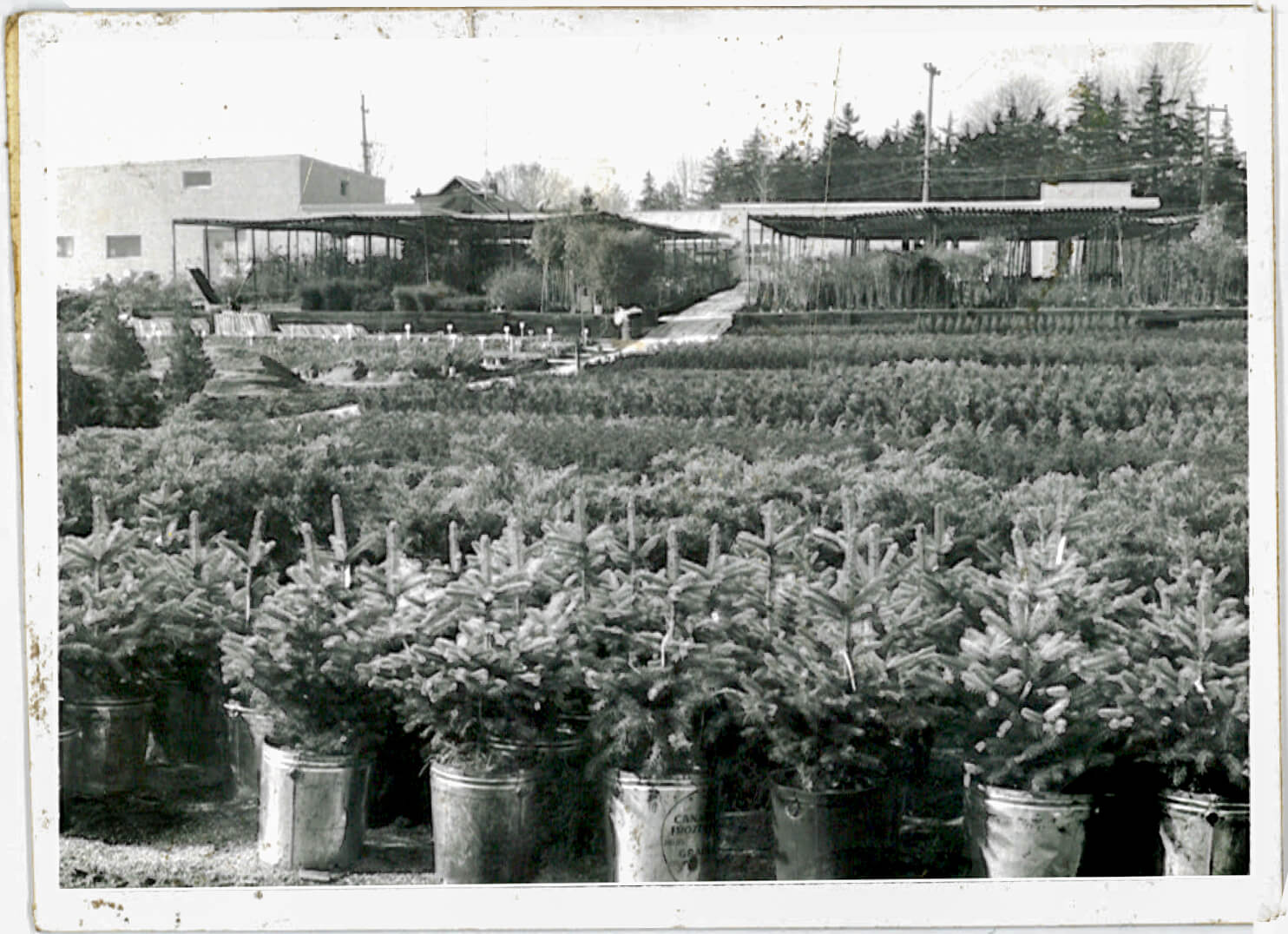 Recycling had nothing to do with environmental concerns back in the day, it was a good business move. In this case, food cans from local hospitals became the first containers in the nursery industry.