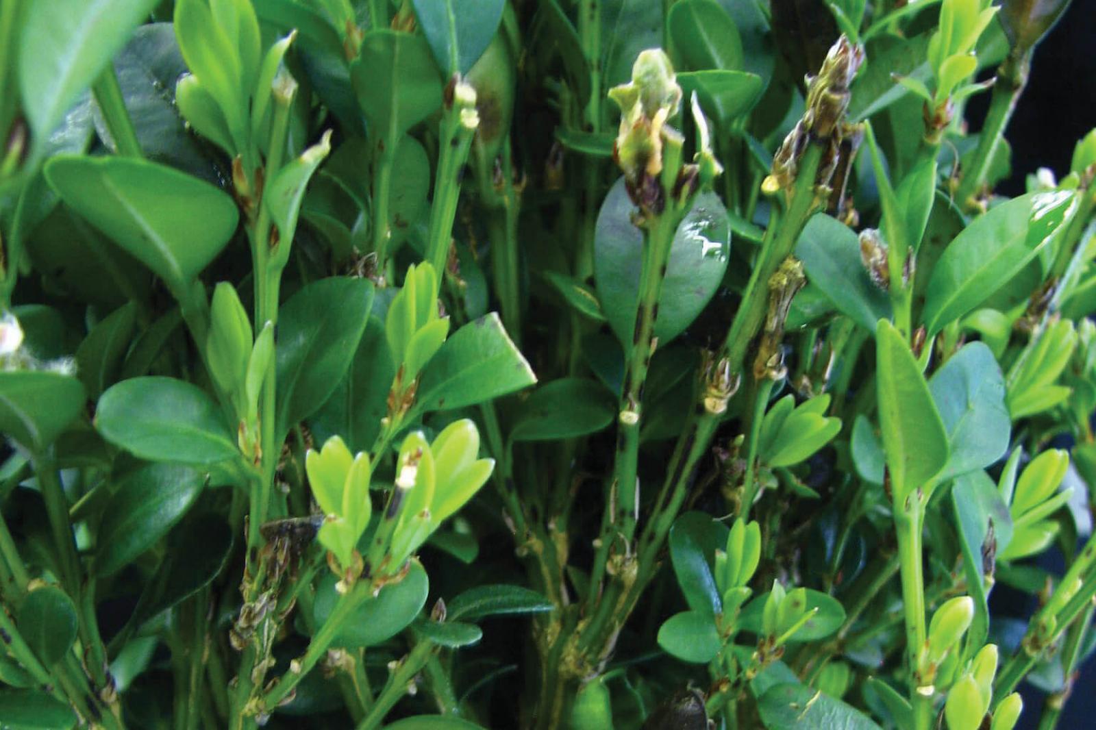 Research continues on management of boxwood blight