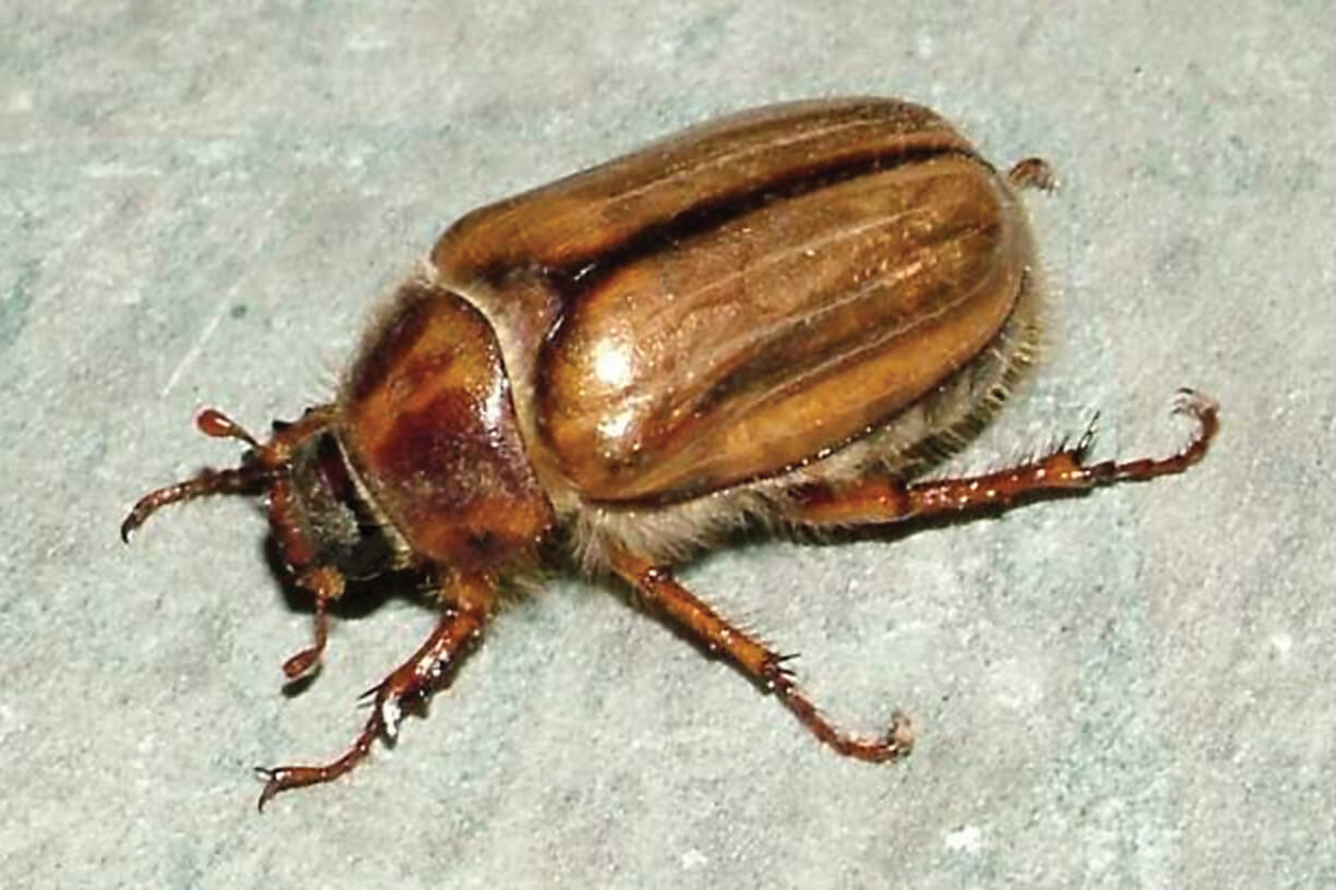 European chafer.