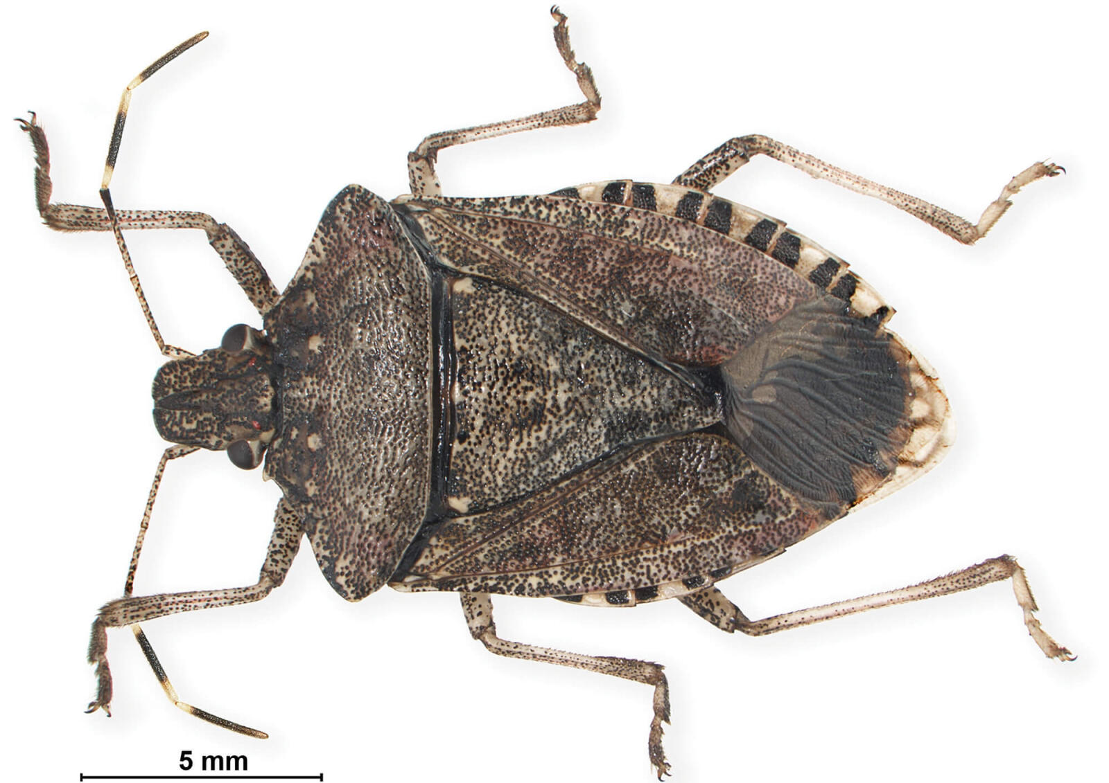 Survey to determine spread of stink bug