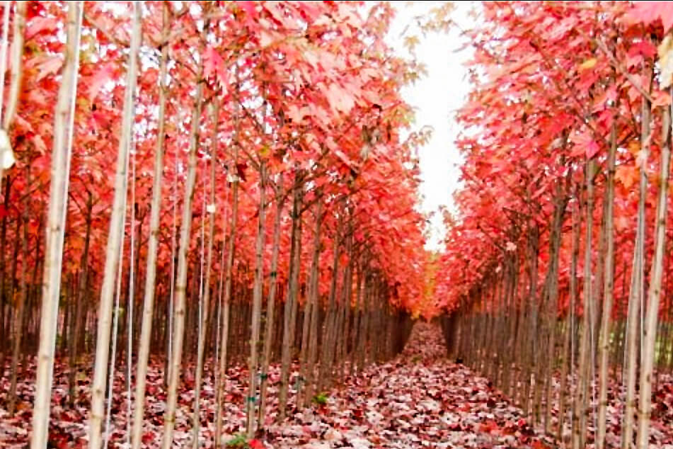 Autumn Blaze and sugar maples were used in the verticillium trials.