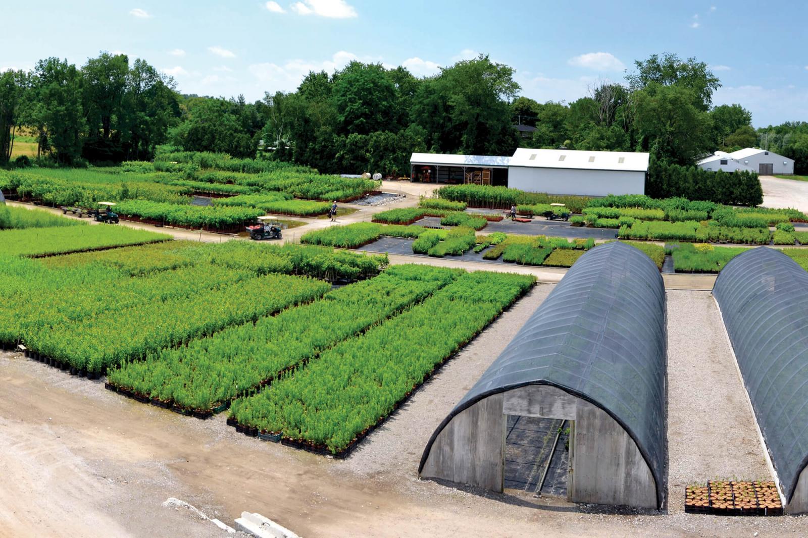 Verbinnen’s Nursery grows about 120 varieties of native trees and shrubs on 26 acres near Dundas.