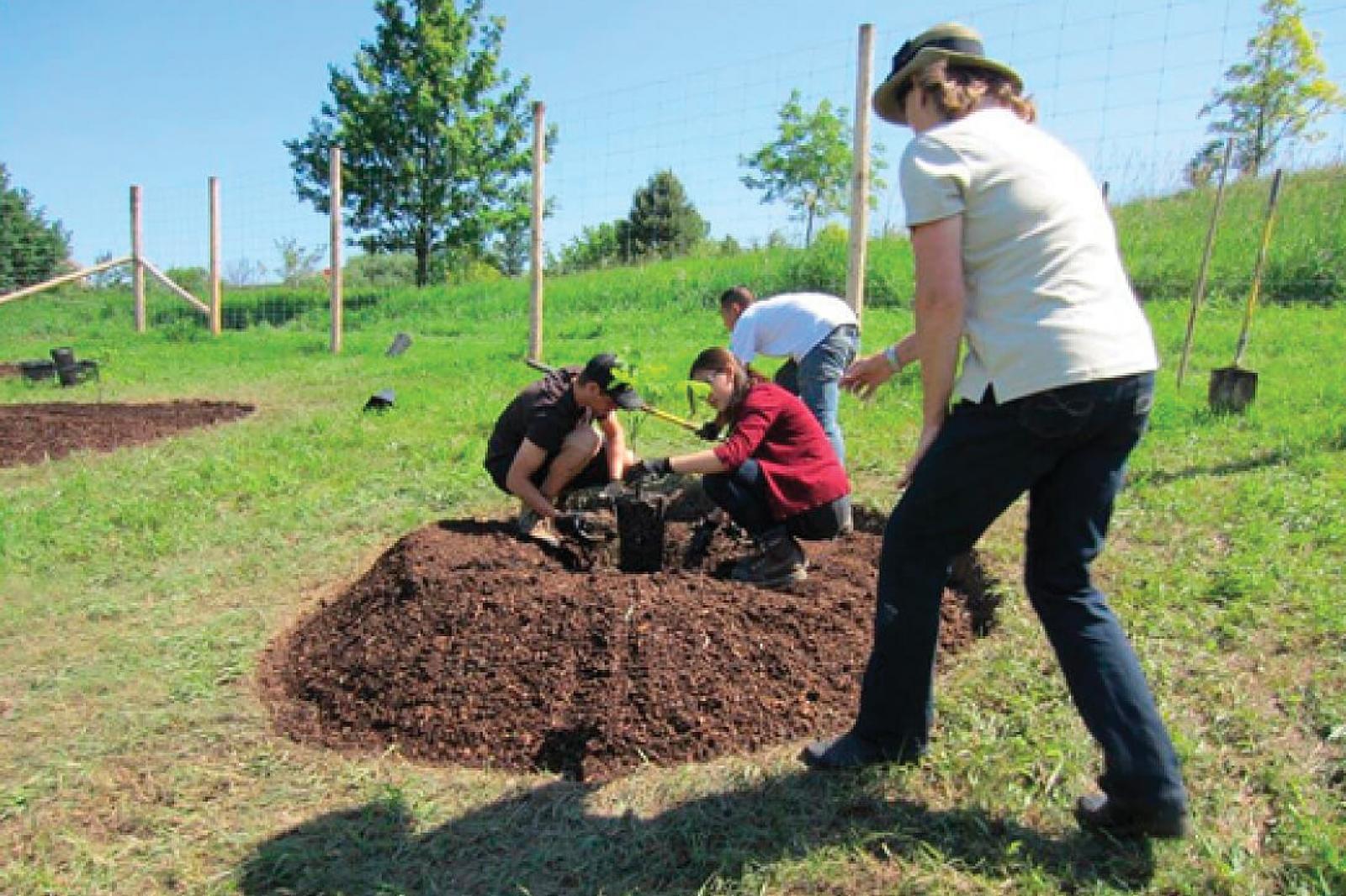 Students planting a four-year grafted butternut at Humber Arboretum
