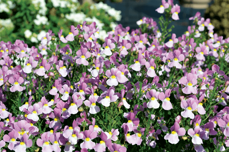 Trial garden favourites