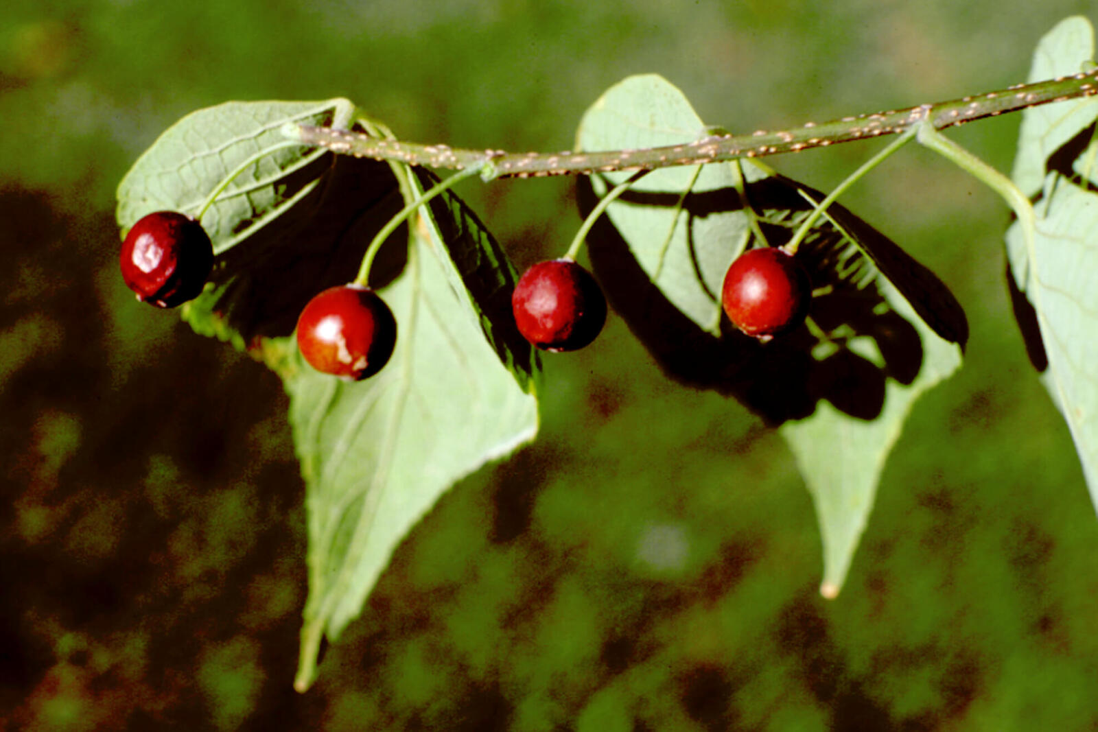 Common hackberry is not grand, but it’s a survivor