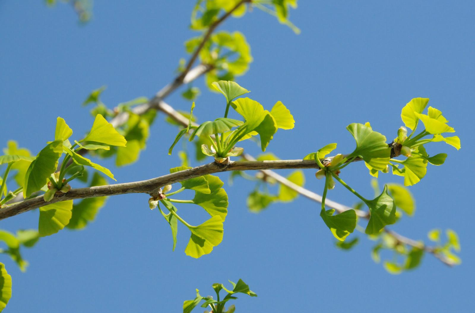 Ginkgo is truly a tree worth planting for future generations