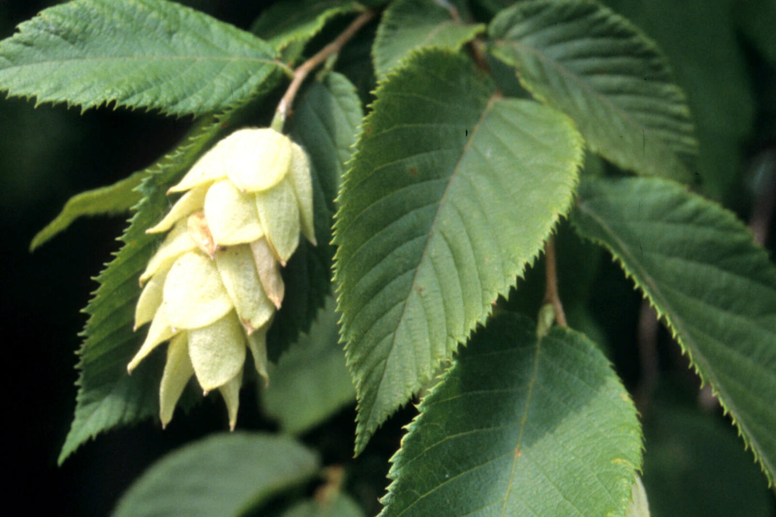  The shape of the fruit gives this tree its other name, hop hornbeam.