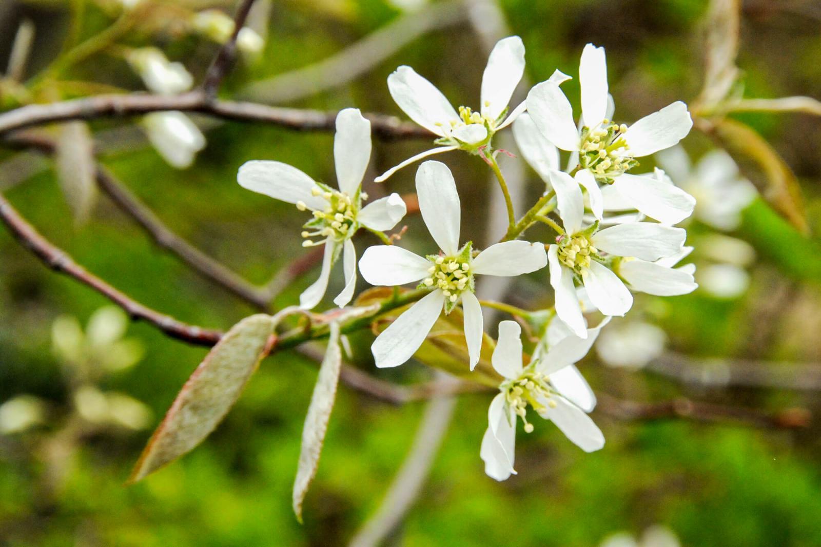 The serviceberry is an early spring bloomer.