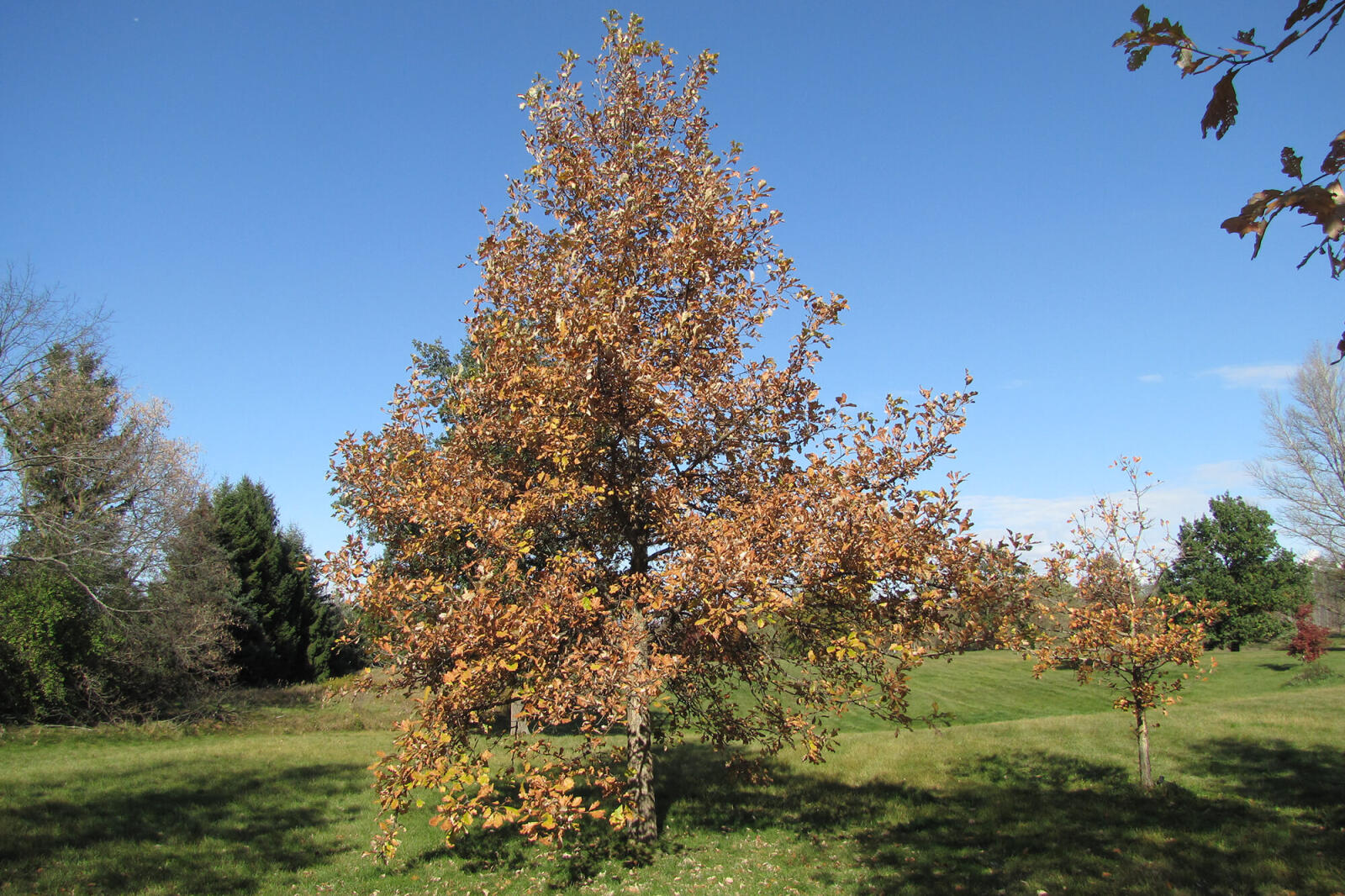 Swamp white oak.