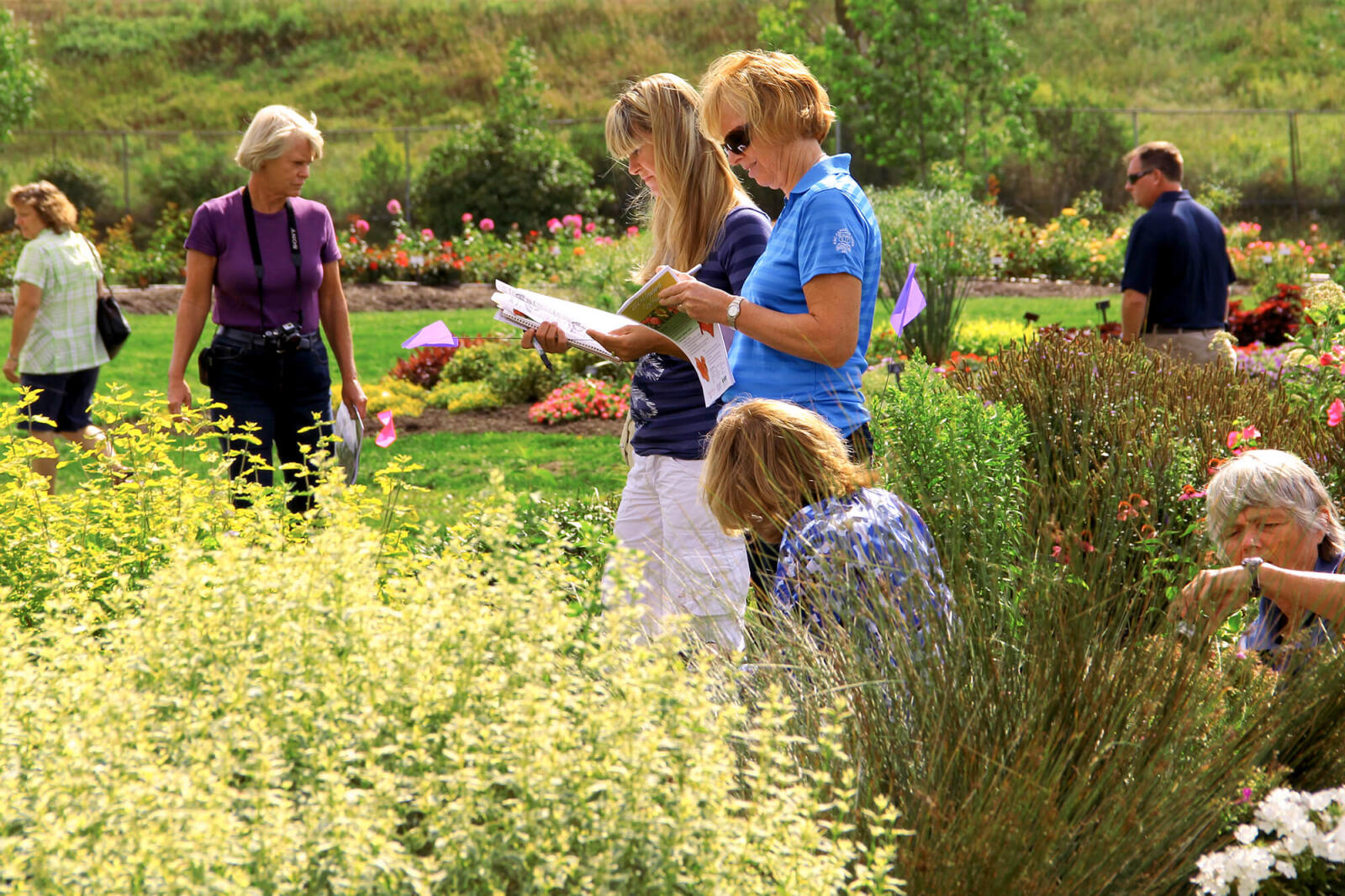 Roses featured at Trial Garden events