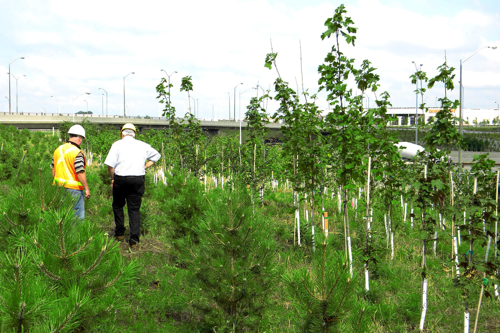  An inspection of the 401 sites in 2011 showed some species were doing well, while others had not survived the year.