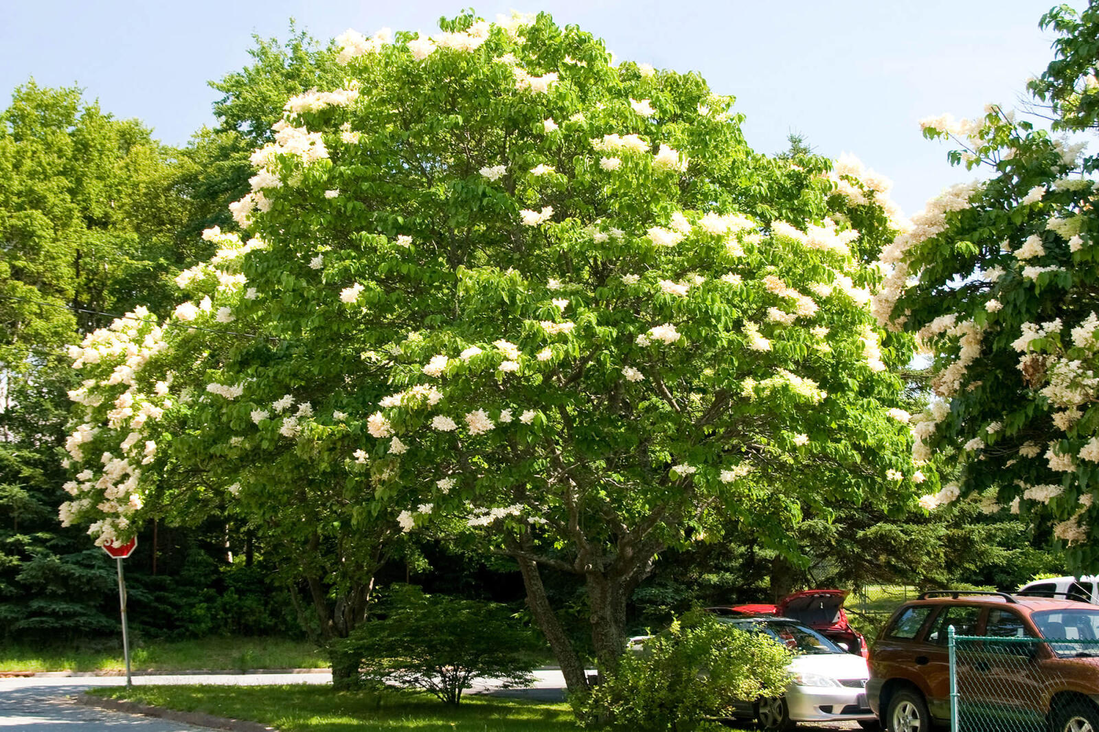 Japanese tree lilac ideal for urban conditions