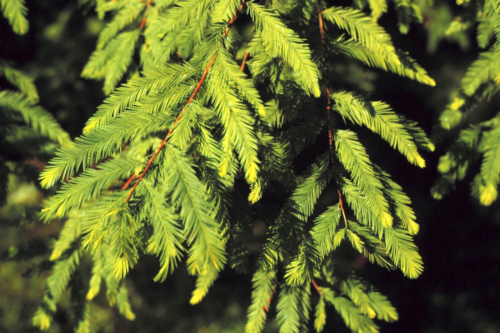 Bald cypress is practical choice for urban areas