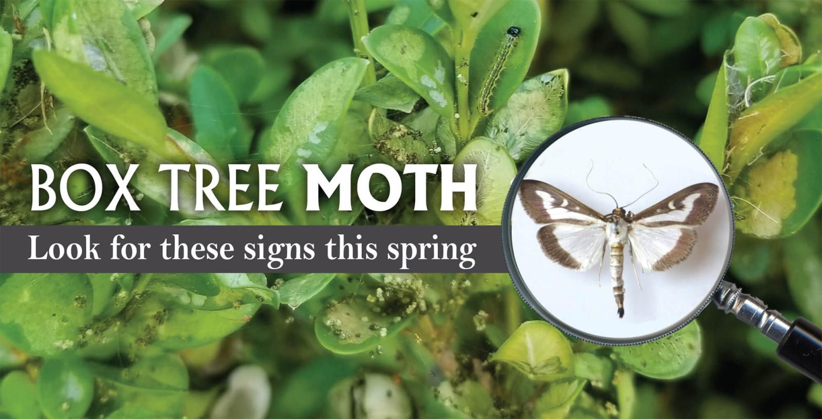 Box tree moth: Look for these signs this spring