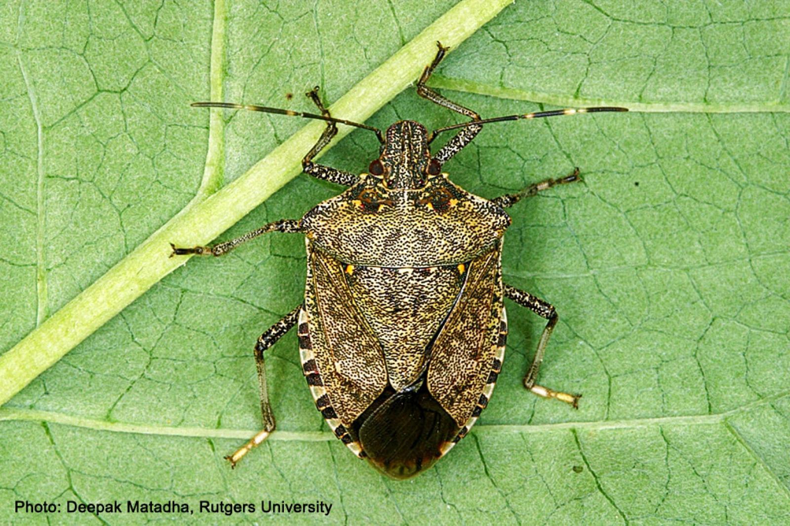 The brown marmorated stink bug really stinks!