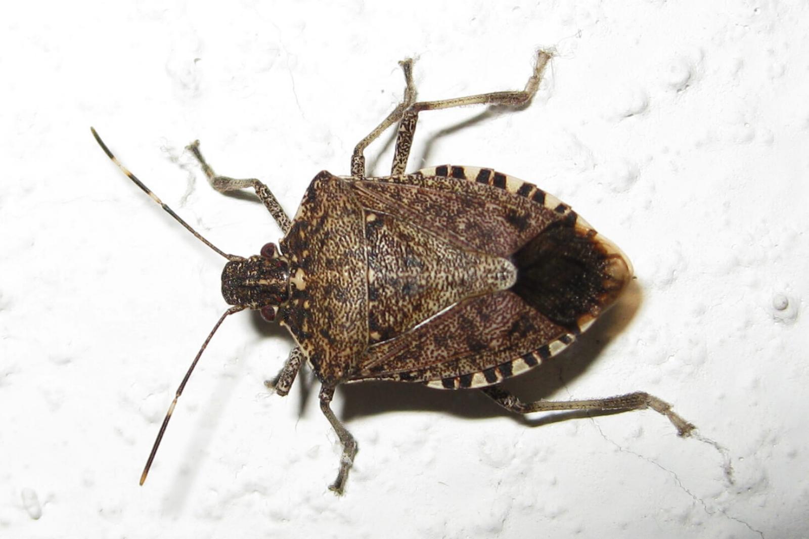 Brown marmorated stink bug confirmed in Ontario