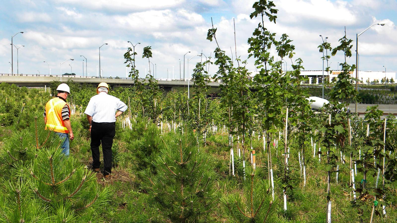 Trees show good survival rate at highway planting sites