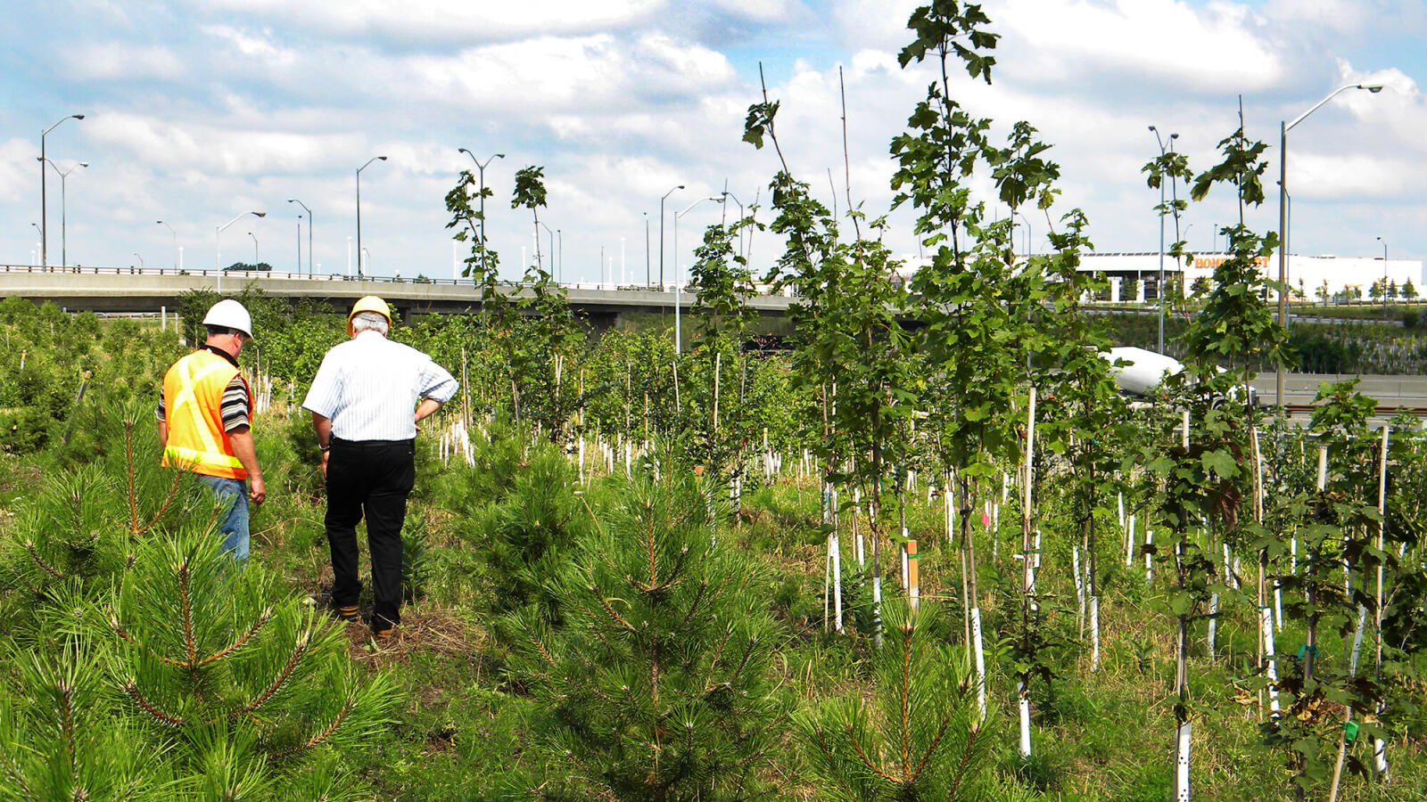 Looking over the plantings at the Yorkdale site.