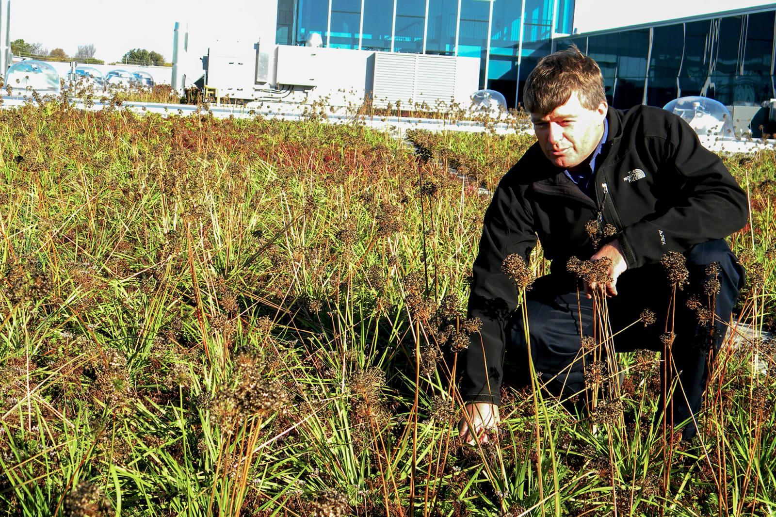 Kees Govers on the ground floor of fast-growing green roof industry