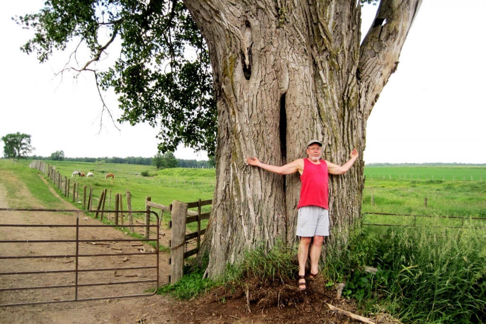 Peter Weber can’t completely hug this giant eastern cottonwood.