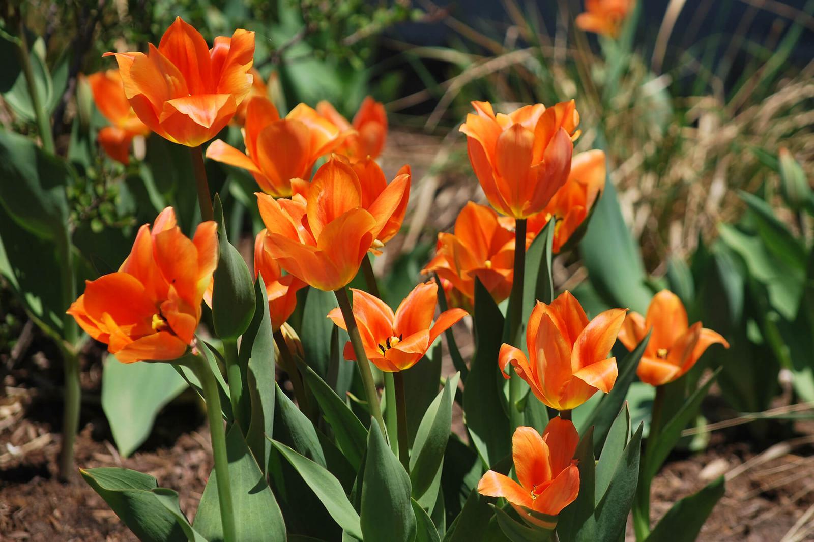 Ottawa Chapter tulip donation brightens Barrhaven Legion