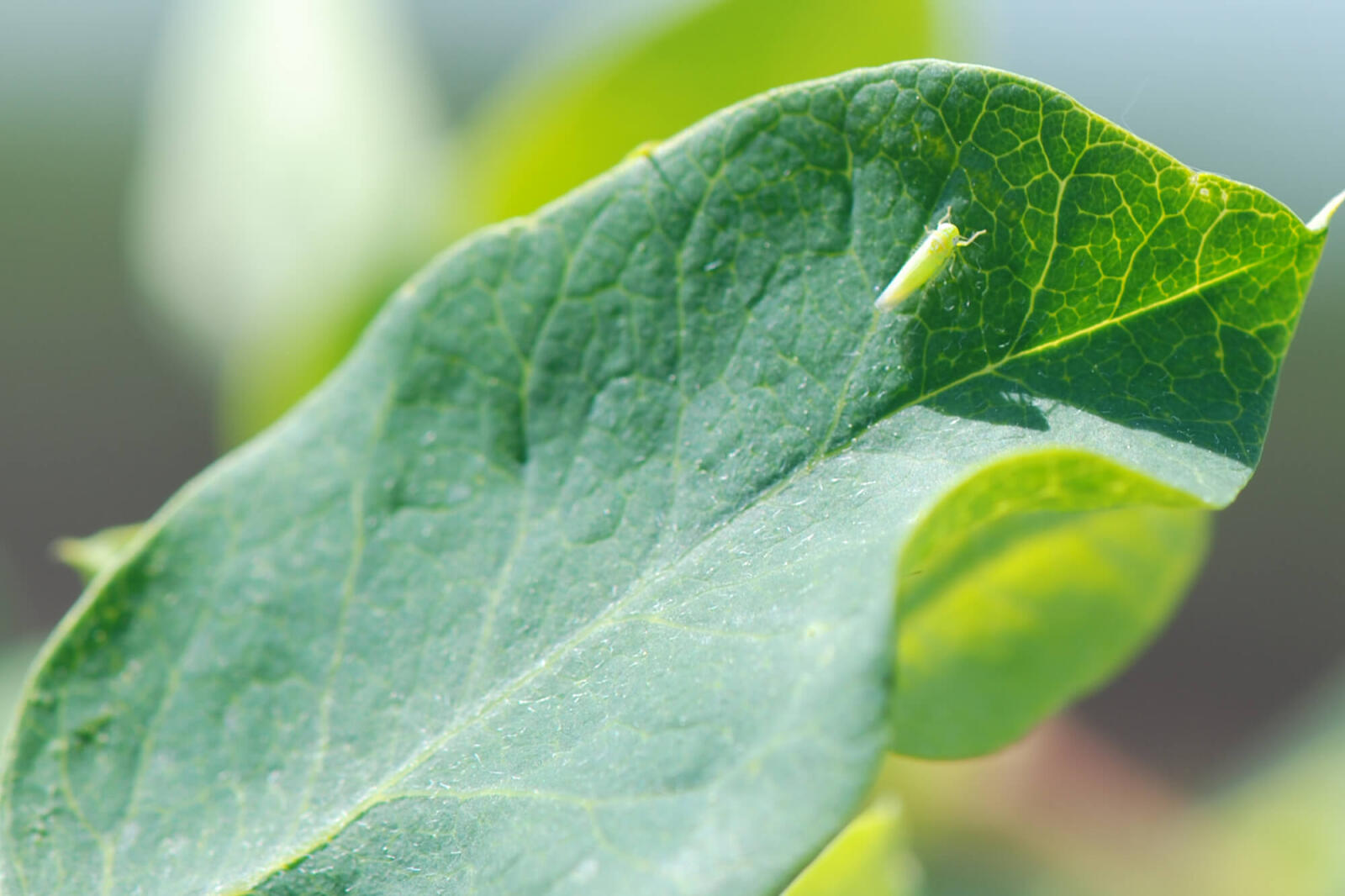 Potato leafhopper is a significant pest