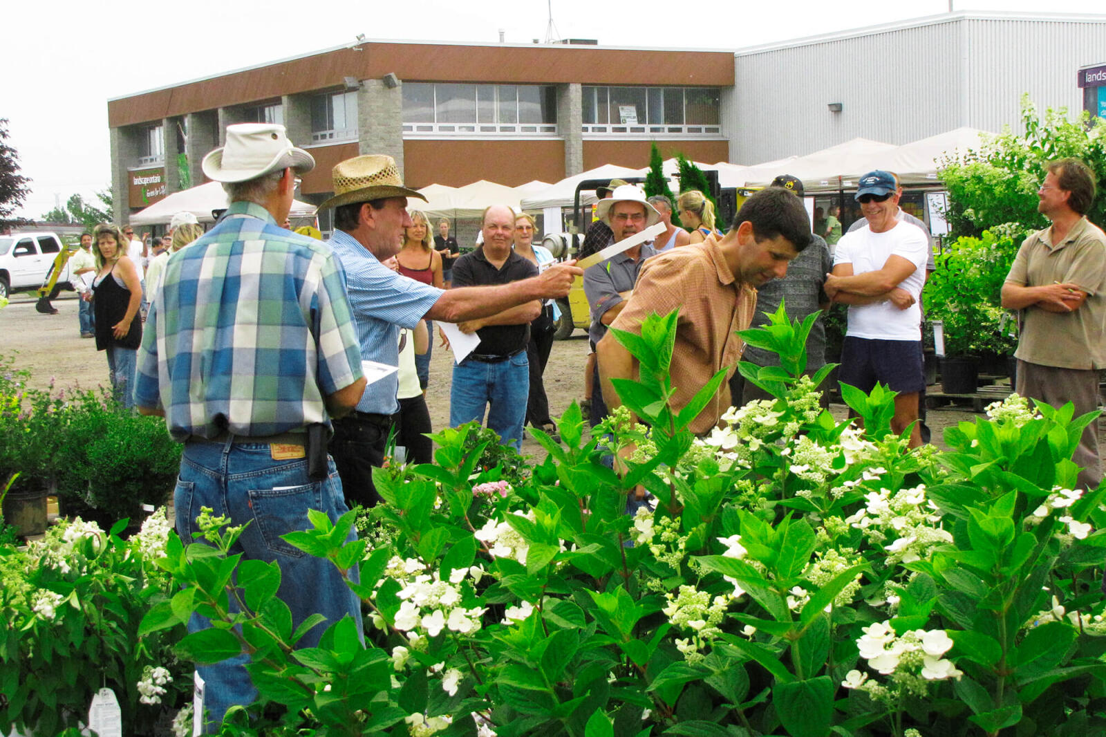 Skids of stunning plant material are auctioned off at the Landscape Ontario home office.