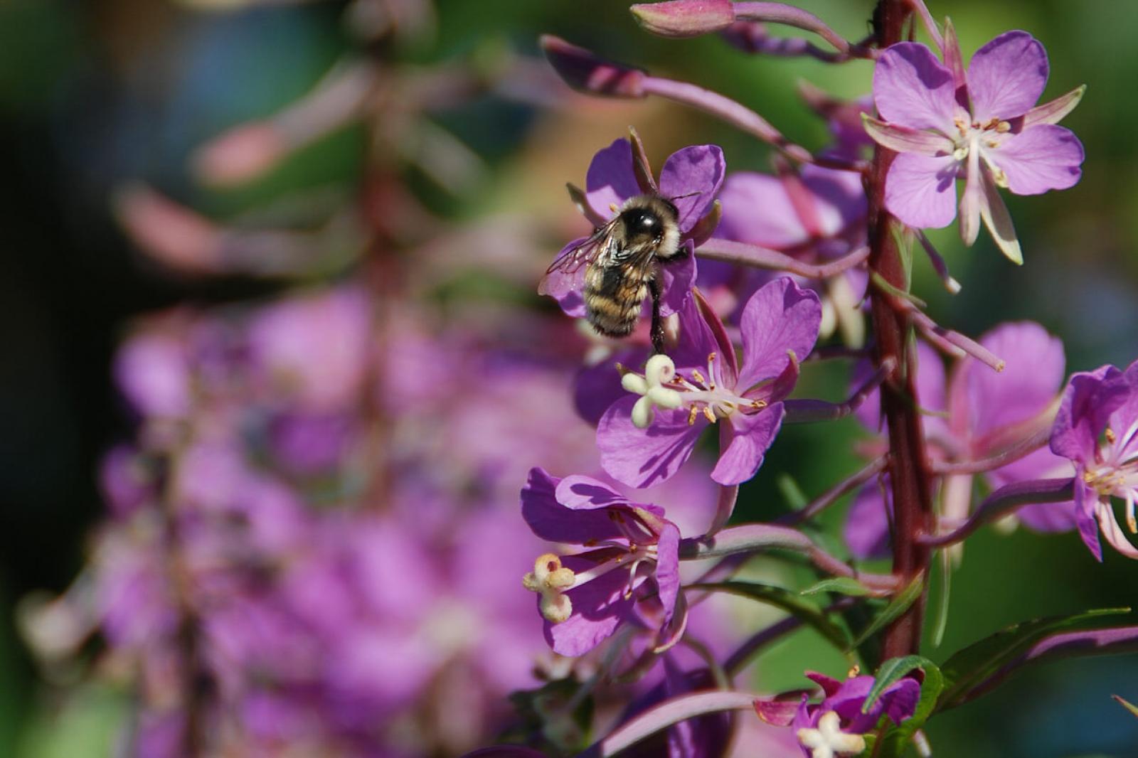 Landscape wish list for 2020: Pollinator success
