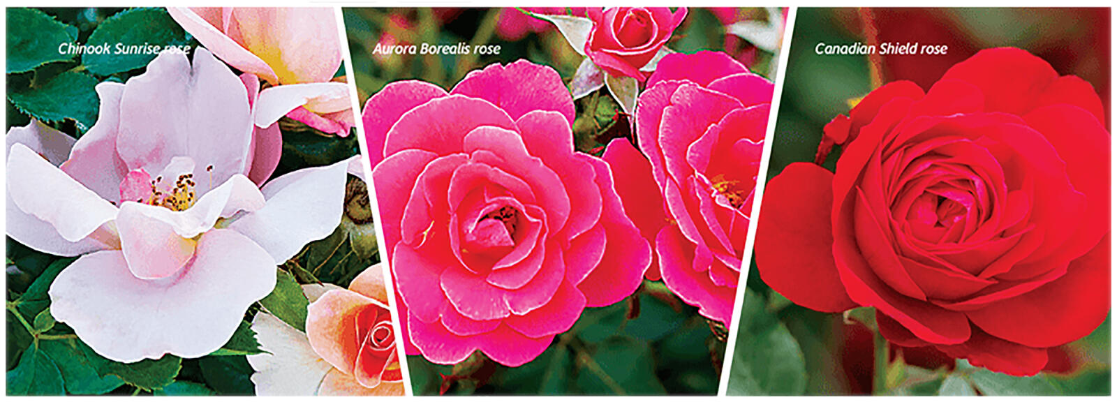 Canadian made Aurora Borealis rose now available - Landscape Ontario