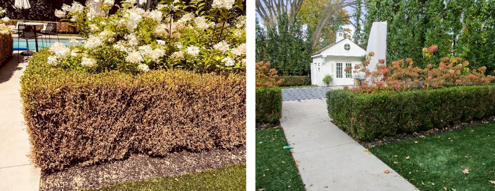 A boxwood hedge before and after treatment.