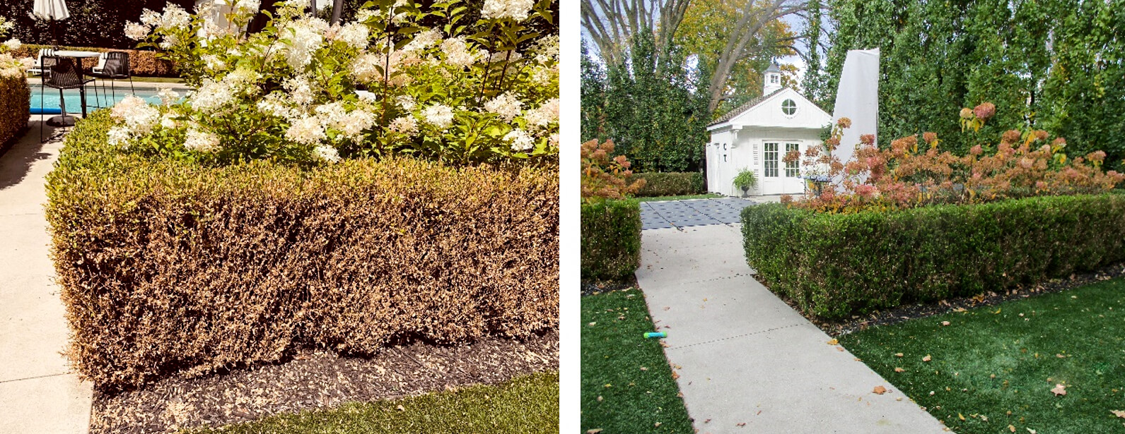 Rejuvenating boxwood plants damaged by box tree moth